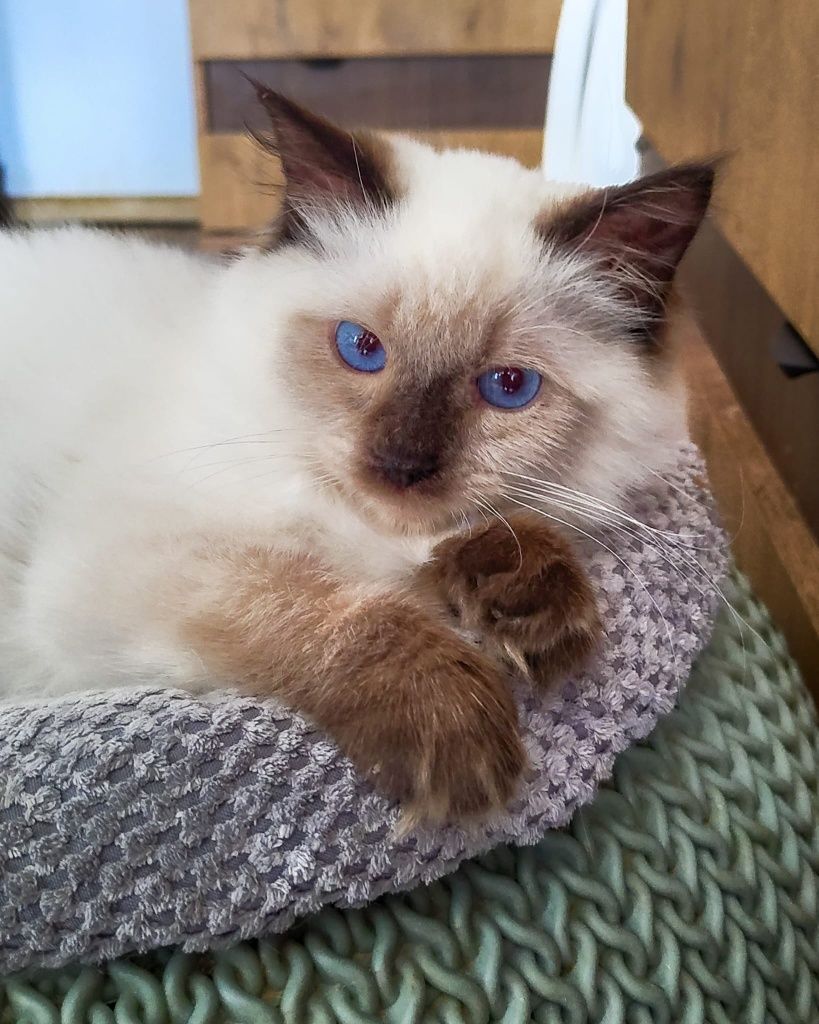 Kotka ragdoll,świetna dziewczynka
