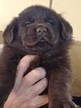 Labrador retriever