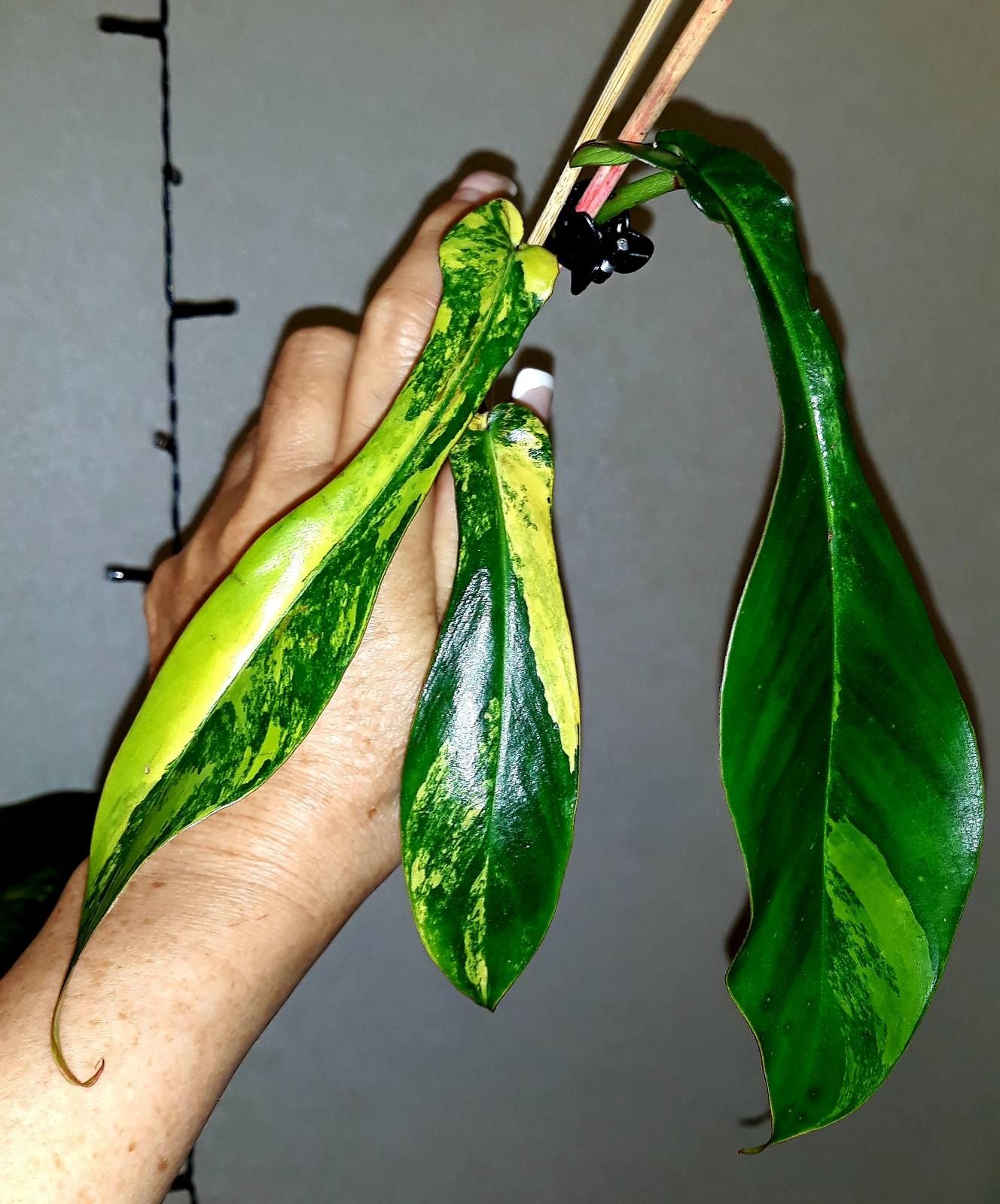 Philodendron Joepii var.