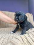 Czarna suczka cudna  mama shih tzu