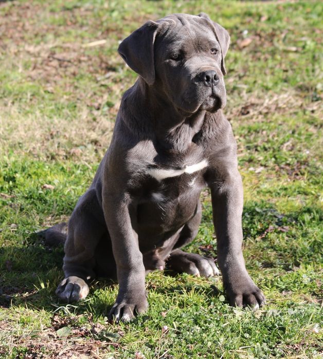 Породні цуценята Cane Corso