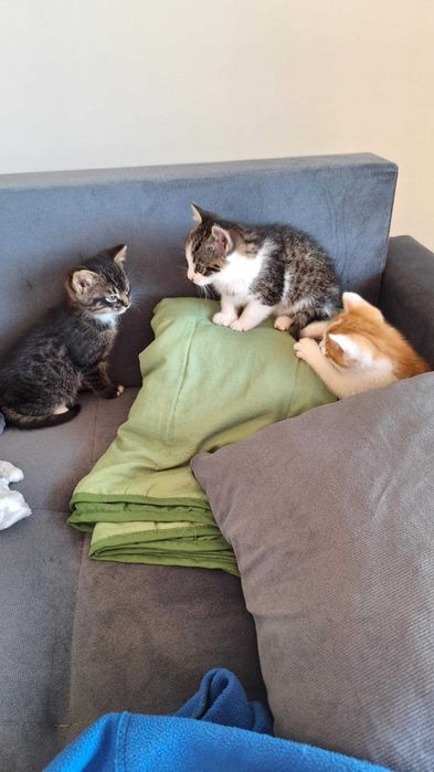 Oddam 2 koty w dobre ręce - urodzone pod koniec sierpnia