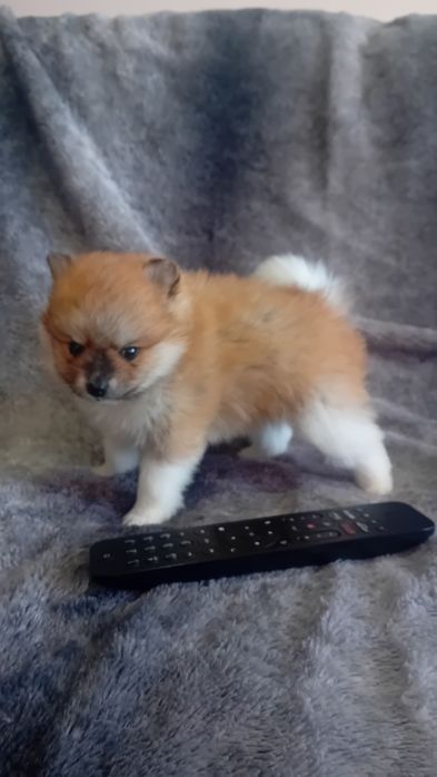 Spitz alemão  macho