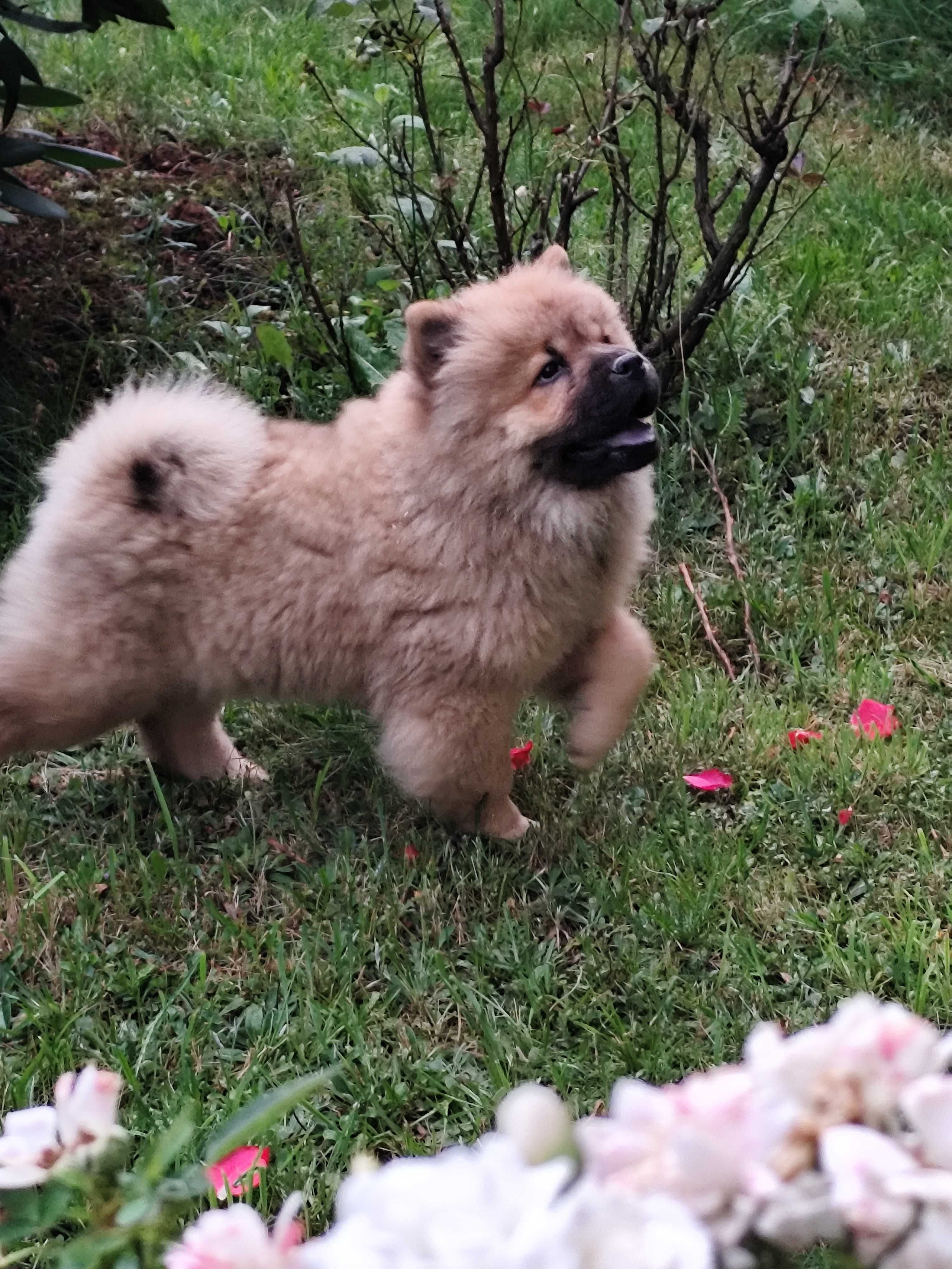 Chow Chow Szczeniaki Suczka