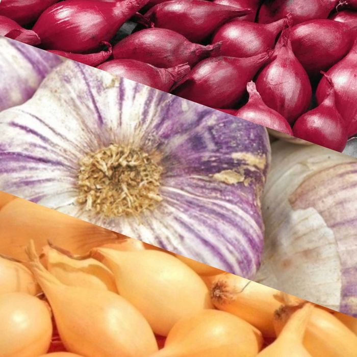 MEGA Zestaw Zimowy Ogrodnika 2 Odmiany Cebuli Dymki + Czosnek 'Harnaś'