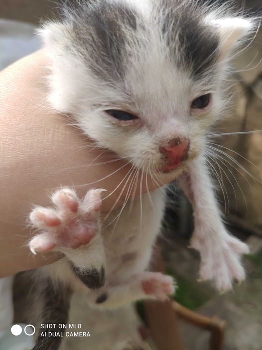 Відаю котинят в добрі руки