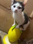 Bella, kocie dziecko do adopcji