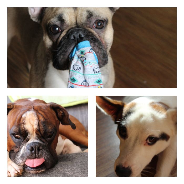 PsiKątek hotelik dla psa / kota, hotel, Petsitter opieka nad psem