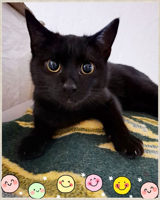 Чорний котик,хлопчик,підліток, шукає дім,кастрований,лагідний