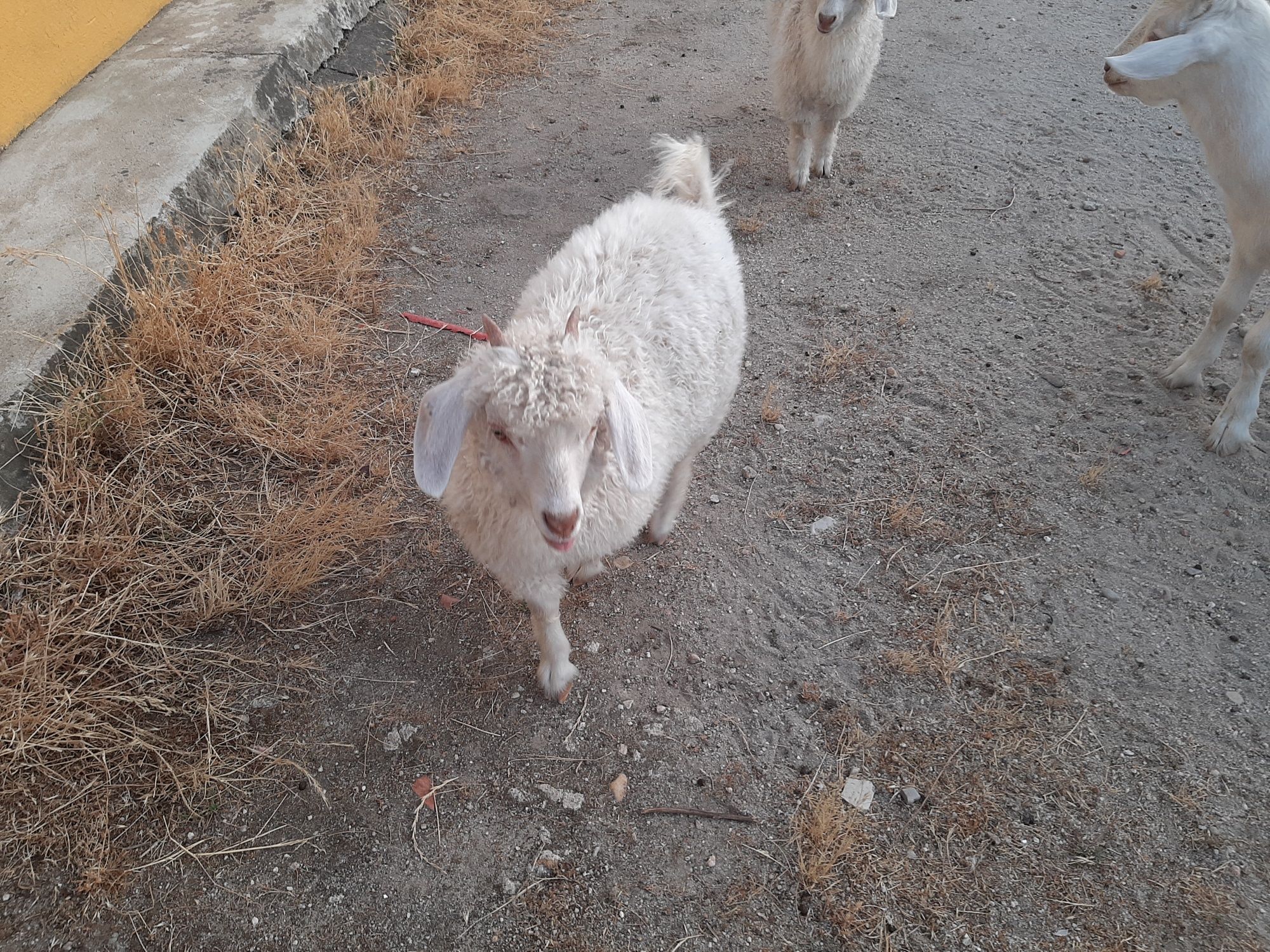 Cabra angora fêmea