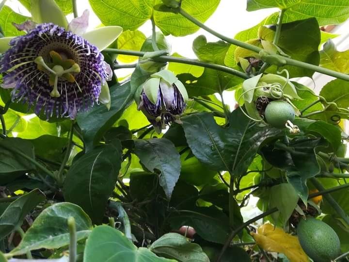 Plantas Maracujá Granadilha. Resistente às intempéries