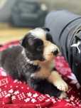 Border collie suczka