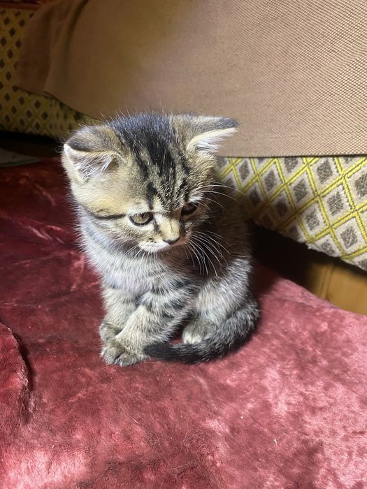 Британський котик