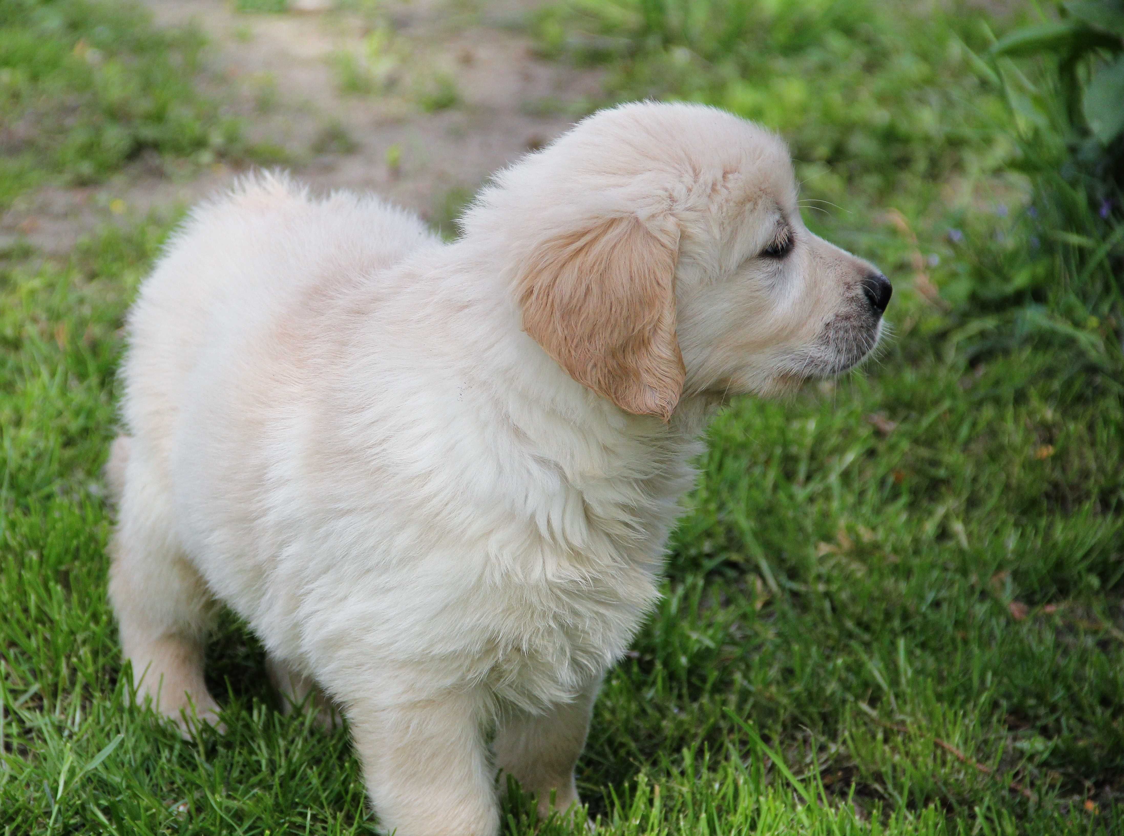 Golden Retriever szczeniak chłopak