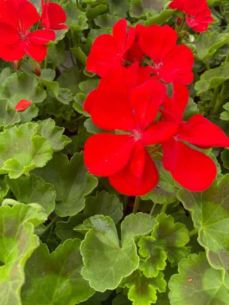 Surfinia Supertunia Vista Pelargonia Kwiaty Wiosenna Rozsada Krzewy