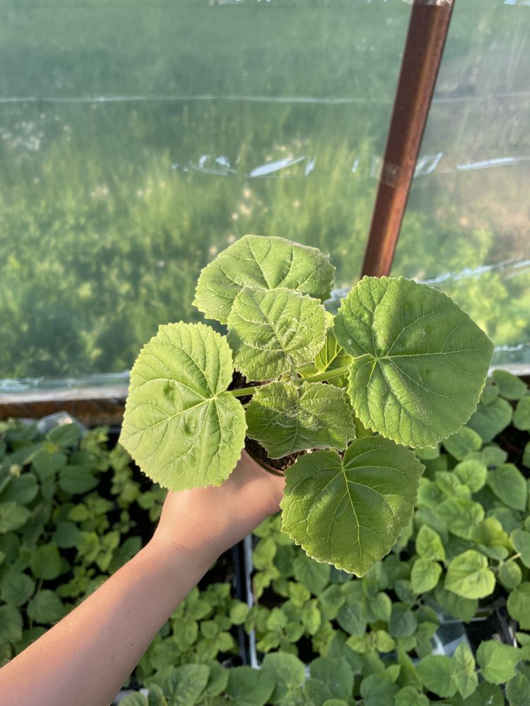 Sadzonki drzewa tlenowego Paulownia omszona