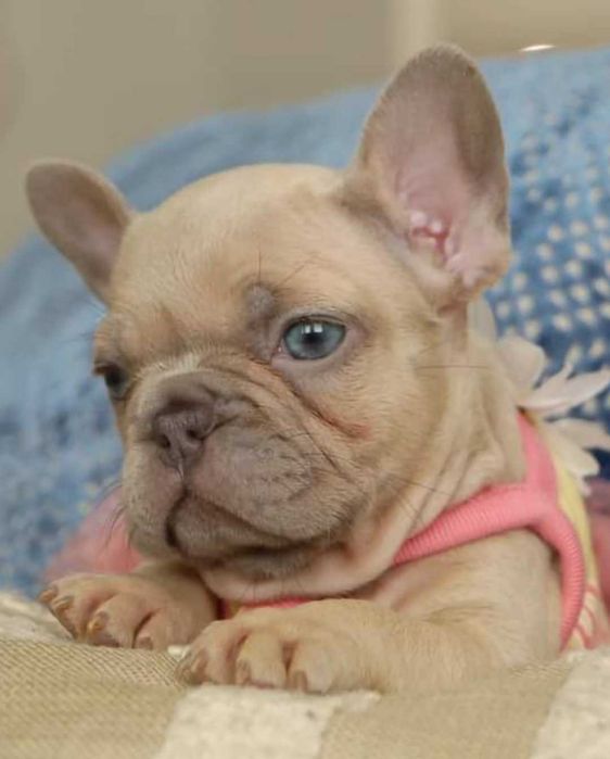 Buldog Francuski LILAC Liliowy Lilac Fawn