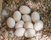 Инкубационные яйца мускусной утки