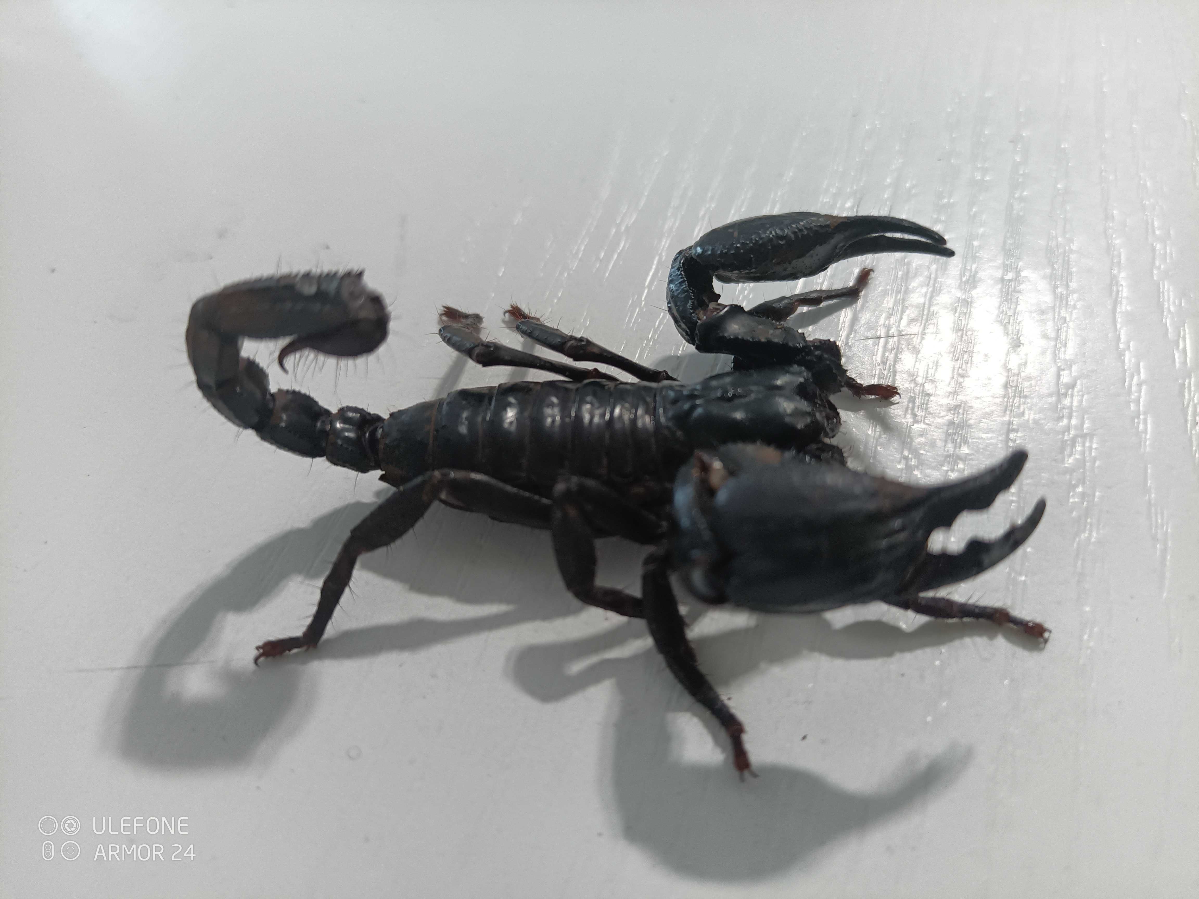 Skorpion skorpiony Heterometrus petersi / silenus