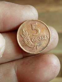 Sprzedam monete 5 groszy 1949 rok bzm brąz