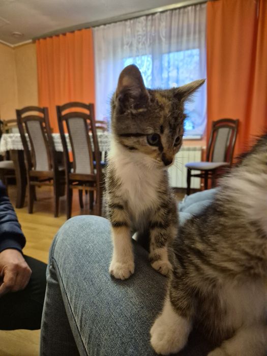 Oddam kotki w dobre ręce