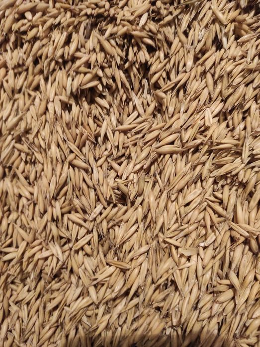 Sprzedam  owies 2025