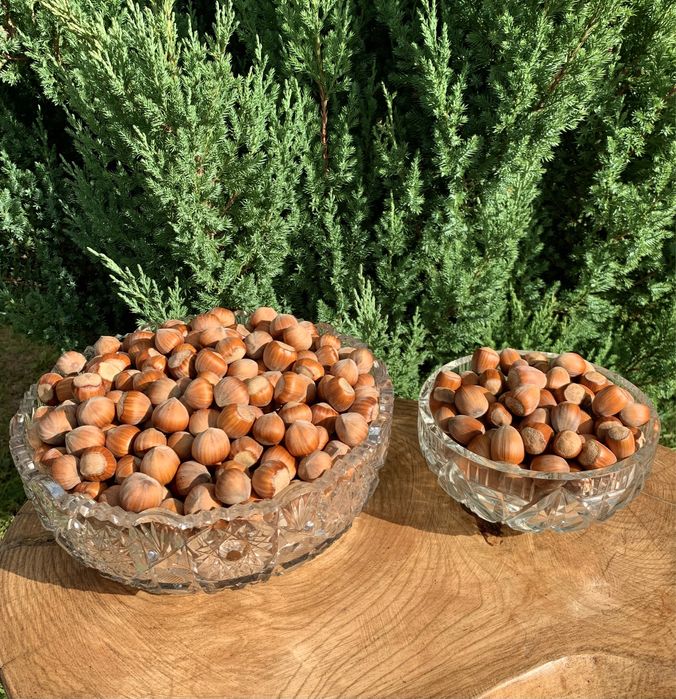 Фундук (горіхи) hazelnuts