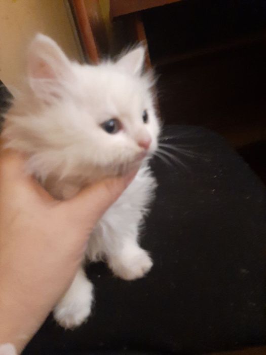 Кошенята Британські