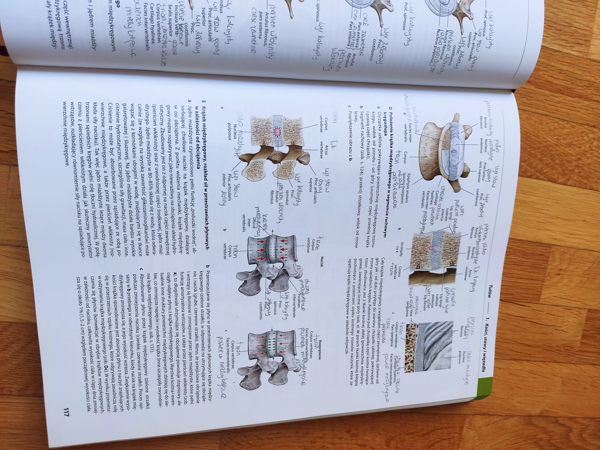 Prometeusz atlas anatomi człowieka anatomia ogólna i układ mięśniowo s