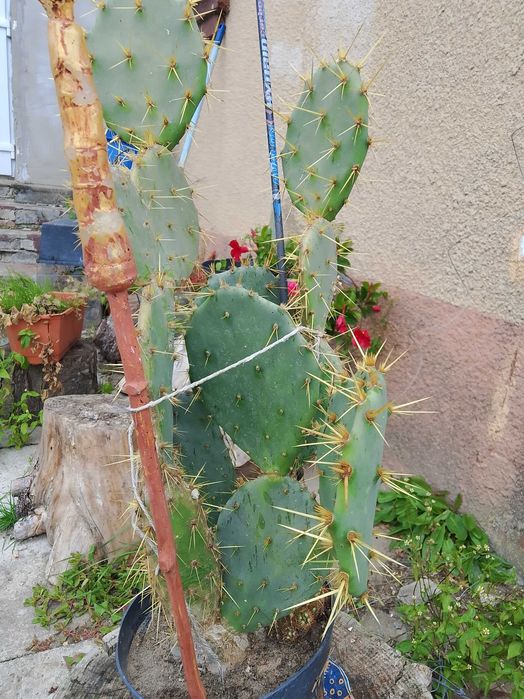 Opuncja figowa 50 cm dorodna