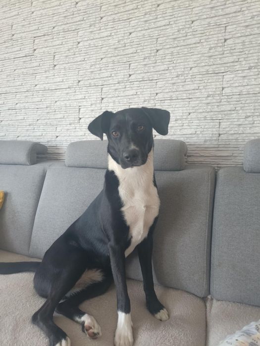 Oddam za darmo labrador