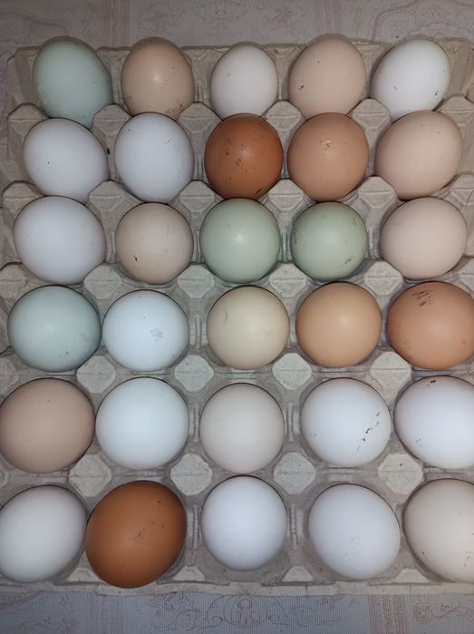 Kury jajka świeże