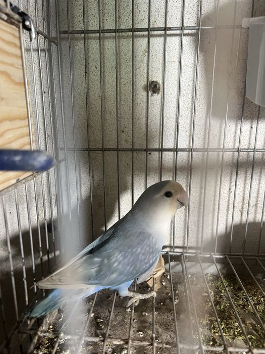 Casal de agapornis sexados