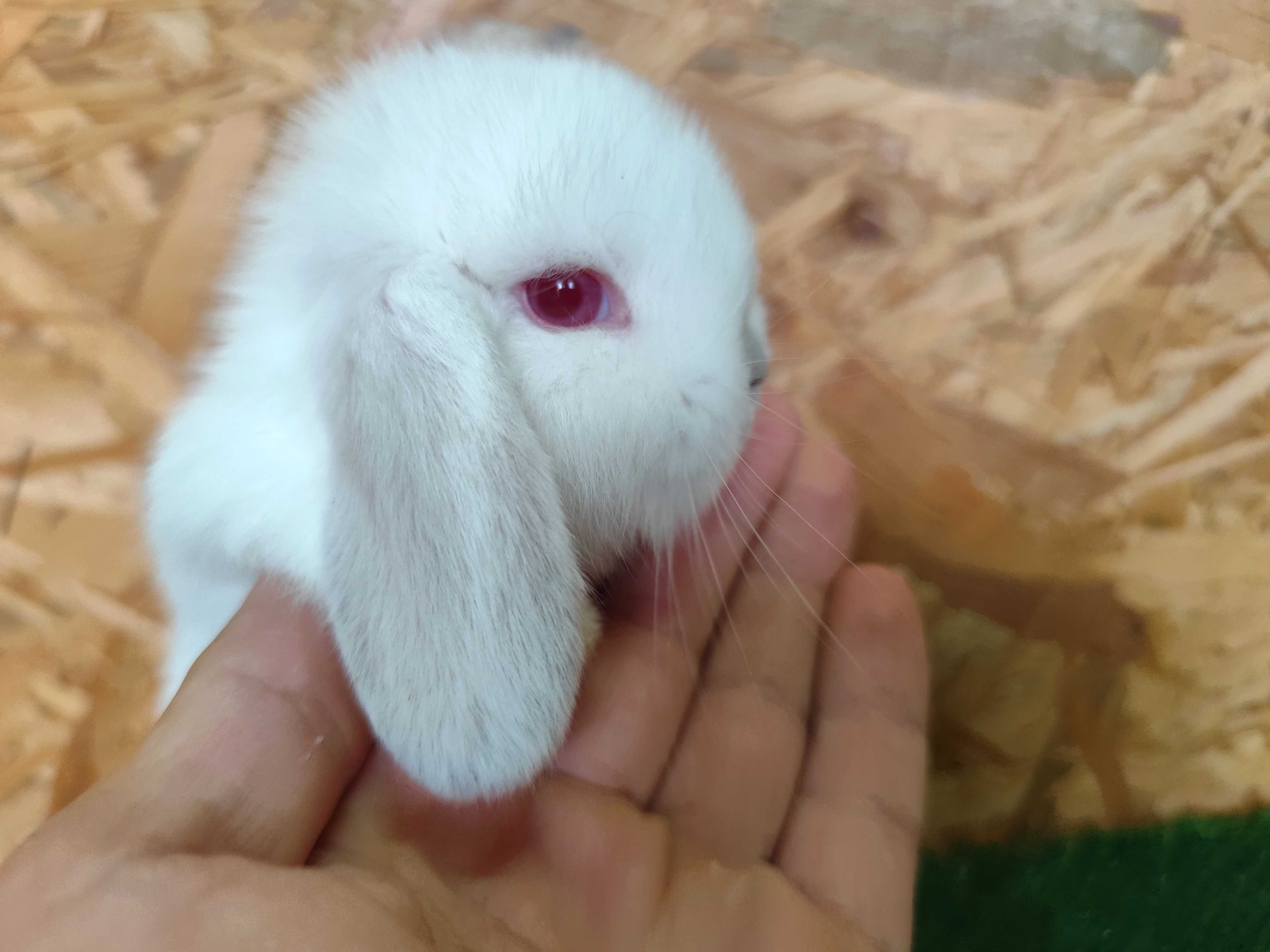 Mini Lop albinos czerwone oczy miniaturka rex baranki karzełek