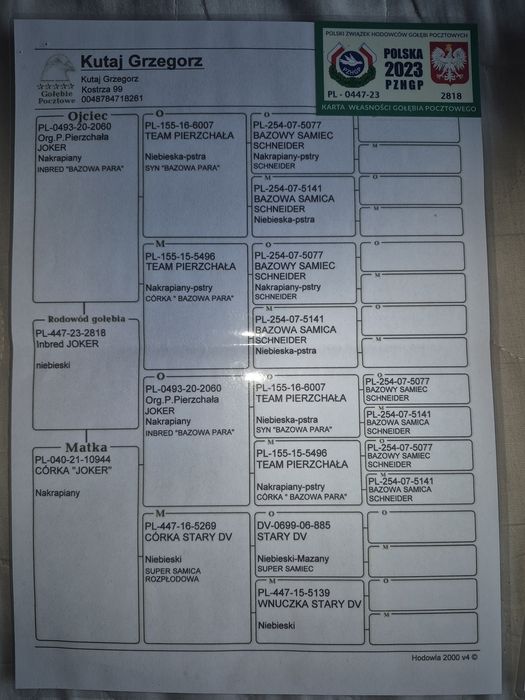 Gołębie stare cały rosplud