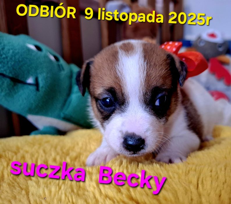 Suczka Jack Russel Terrier odbiór 9 listopad2025r RODZICE W HODOWLI