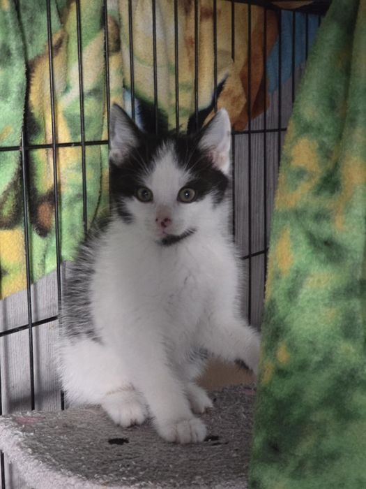 Kociaczki do adopcji od zaraz