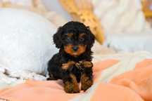 Cavapoo disponível