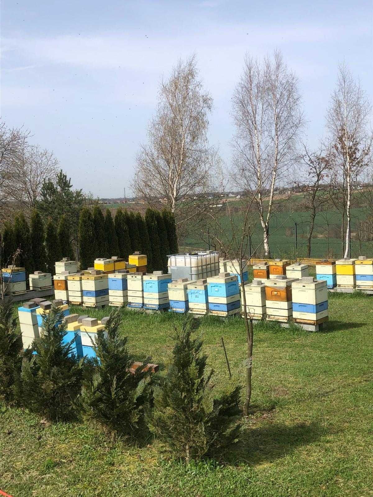 pszczoły sprzedam z ulami lub bez