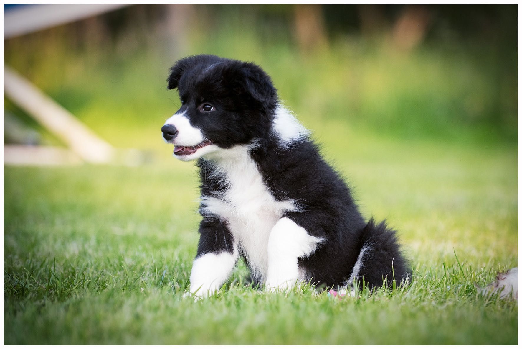 Border Collie ZKWP FCI