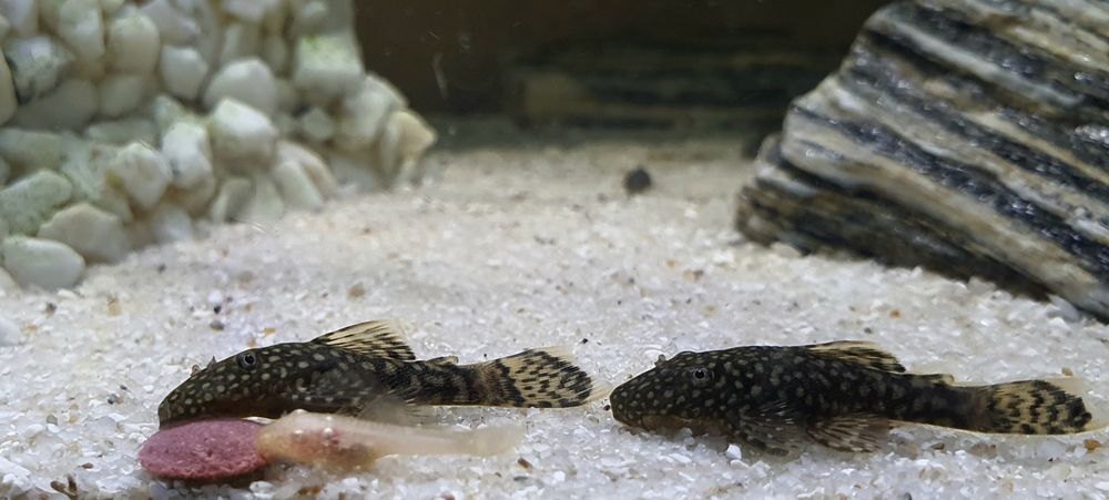 Nie aktualne Zbrojnik glonojad czarny ok.4 cm młode