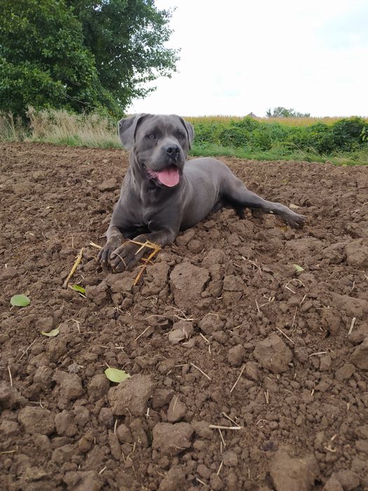 Cane corso piess