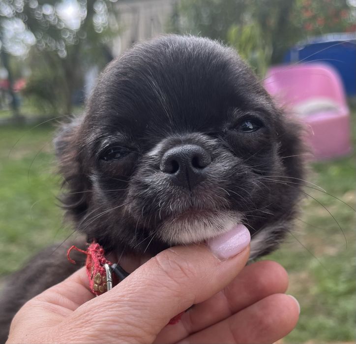 Chihuahua suczka ZKwP/FCI
