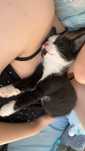 Kotek do adopcji