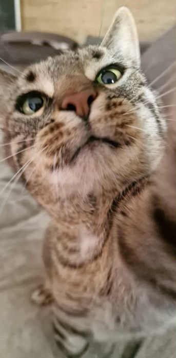 Spokojny dwupak do adopcji