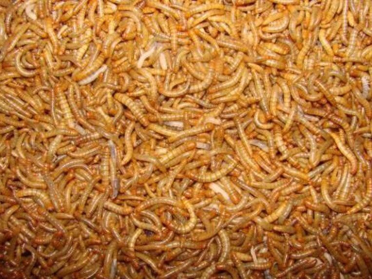 Suszone larwy Mącznika młynarka 10 kg - 60 litrów