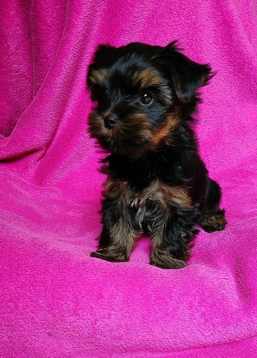 Yorkshire terrier sunia ciemne umaszczenie