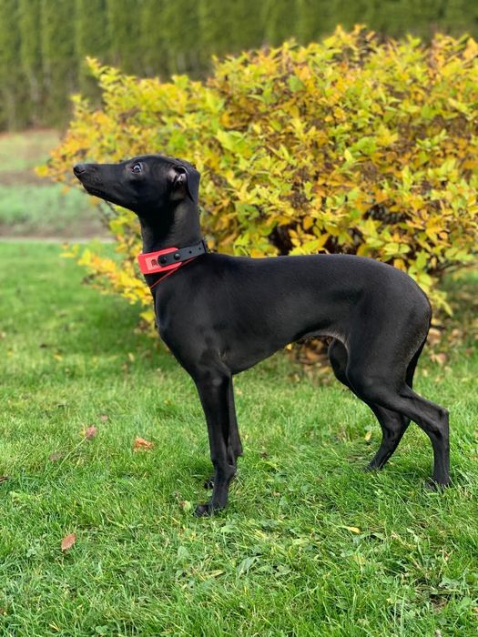 Charcik włoski*suczka*ChartyJagi