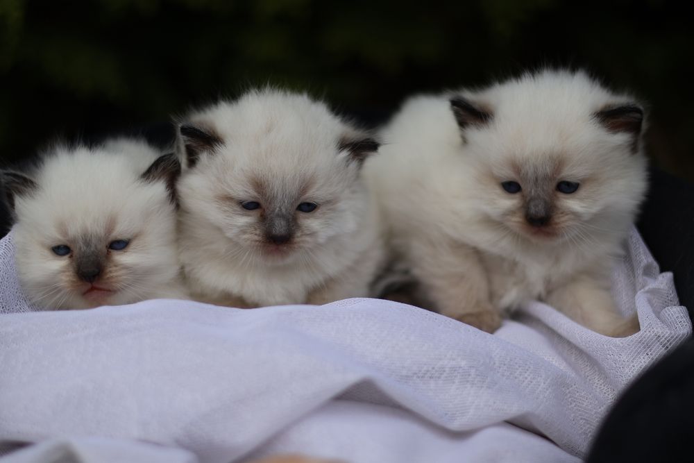 Ragdoll kotka colorpoint po przebadanych rodzicach