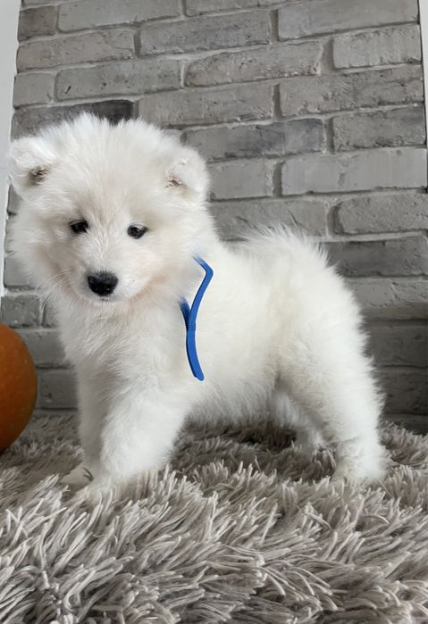 Samoyed, szczeniak, piesek, ZKwP
